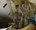 Nu te zien in expo, skelet van gigantische steppewisent.