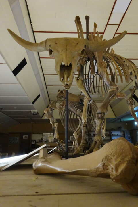 Nu te zien in expo, skelet van gigantische steppewisent.